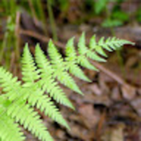 regularfern